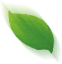 leaf_icon_2